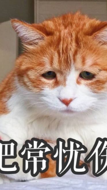 搞怪高清的小猫带字表情图片表情包大全