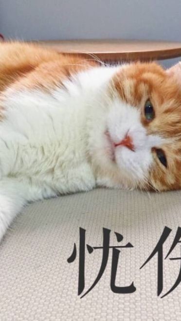 搞怪高清的小猫带字表情图片表情包大全