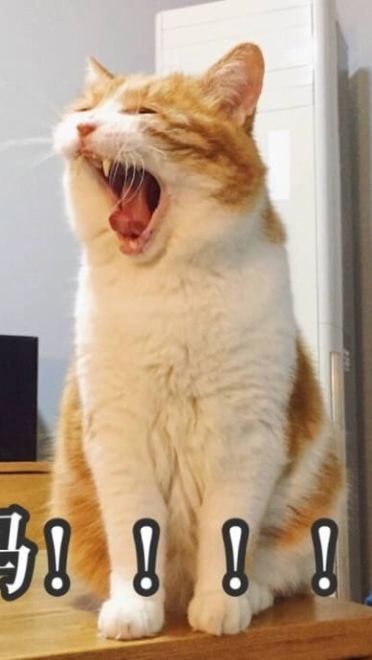 搞怪高清的小猫带字表情图片表情包大全