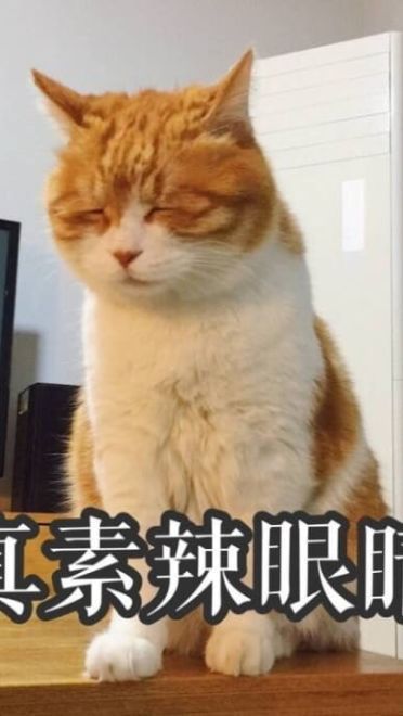 搞怪高清的小猫带字表情图片表情包大全