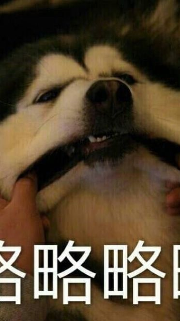 萌宠吐舌头表情包！