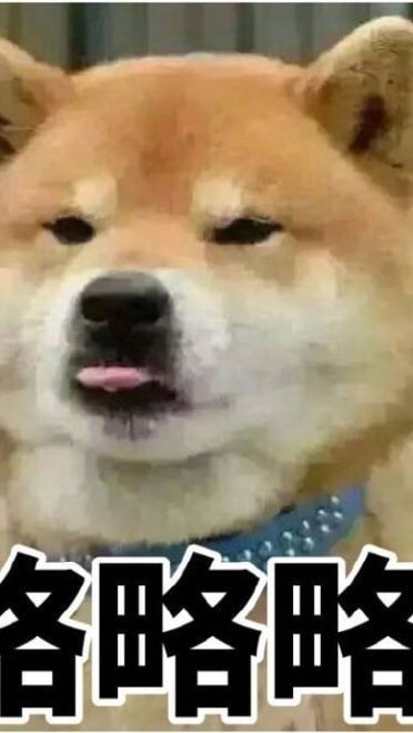 萌宠吐舌头表情包！