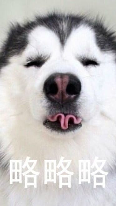 萌宠吐舌头表情包！