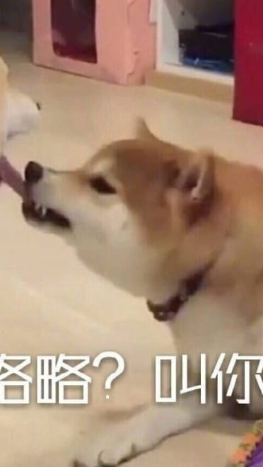 萌宠吐舌头表情包！