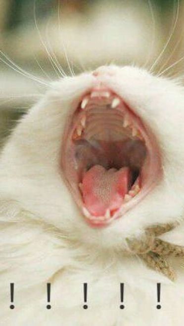 搞怪小猫带字表情图片表情包