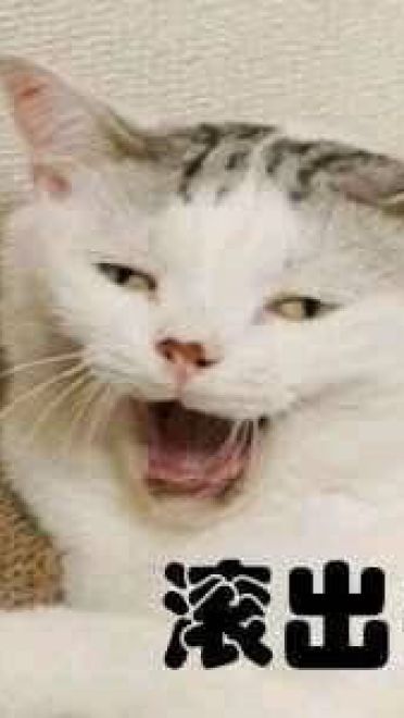 搞怪小猫带字表情图片表情包