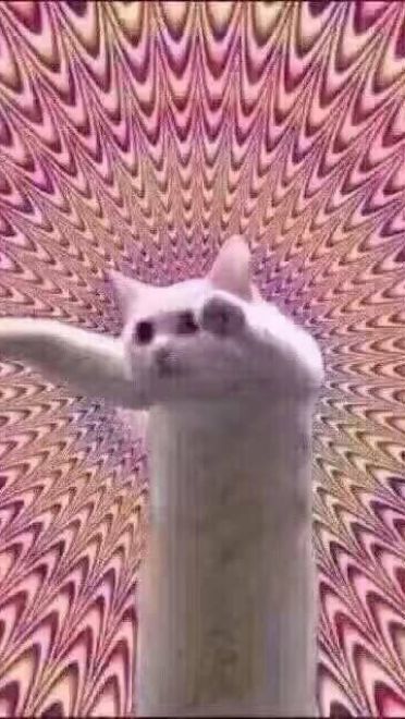 搞怪小猫带字表情图片表情包