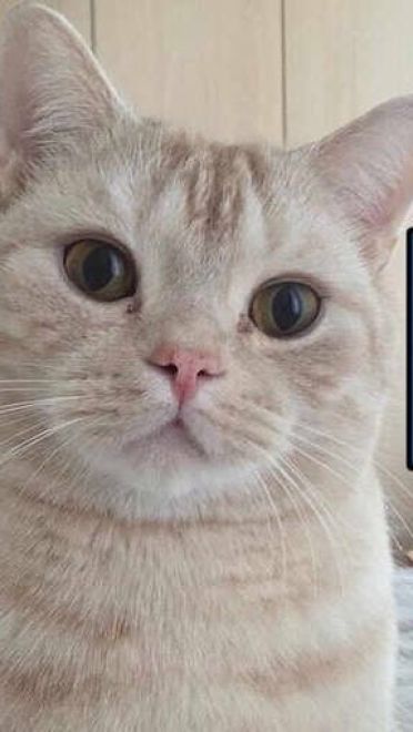 搞怪小猫带字表情图片表情包