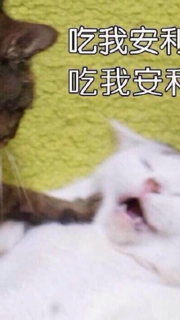 搞怪小猫带字表情图片表情包