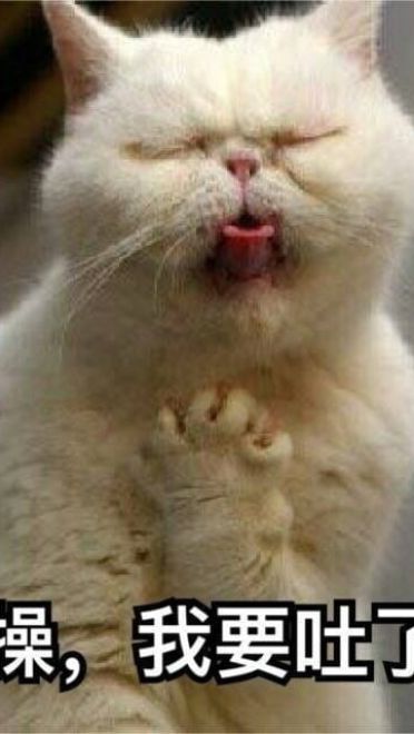 搞怪小猫带字表情图片表情包