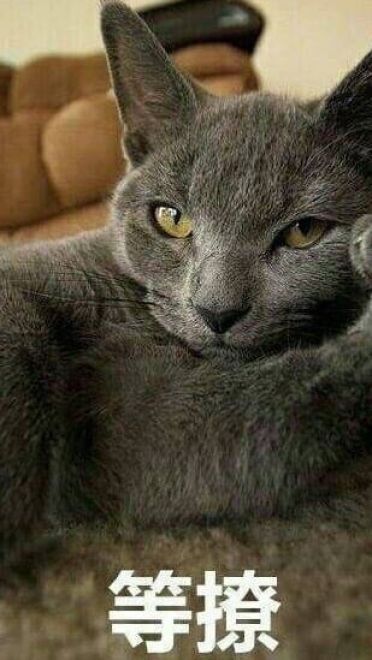 搞怪小猫带字表情图片表情包