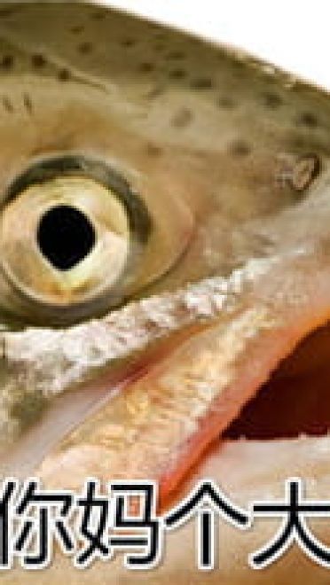 这是一组充满了咸鱼的表情包