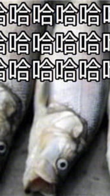 这是一组充满了咸鱼的表情包