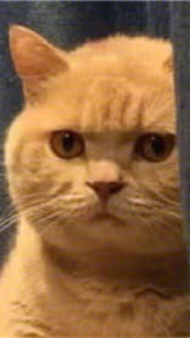 一直暗中观察着你的小猫表情包