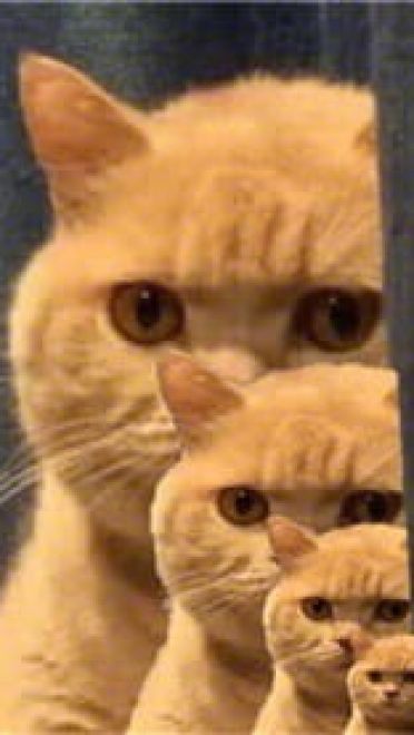 一直暗中观察着你的小猫表情包