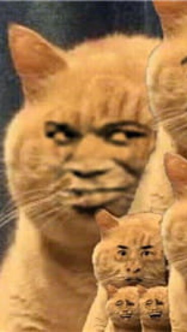 一直暗中观察着你的小猫表情包