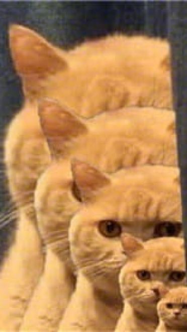 一直暗中观察着你的小猫表情包