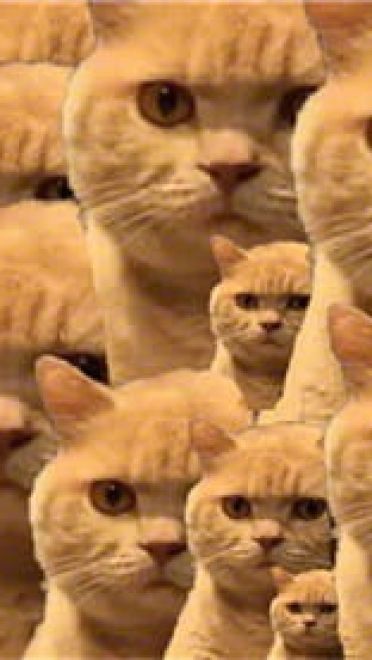 一直暗中观察着你的小猫表情包