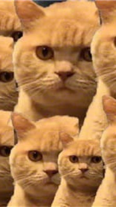 一直暗中观察着你的小猫表情包