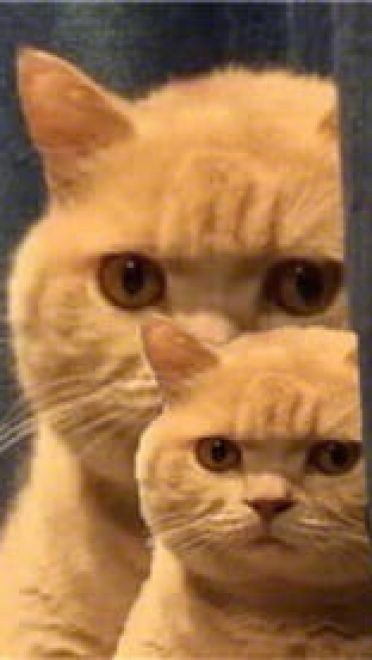 一直暗中观察着你的小猫表情包