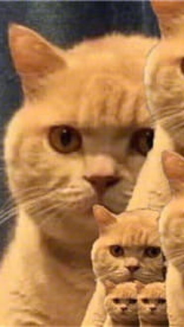 一直暗中观察着你的小猫表情包