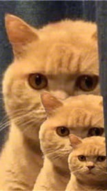 一直暗中观察着你的小猫表情包