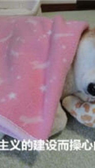 你见过这么蠢萌的柴犬吗？