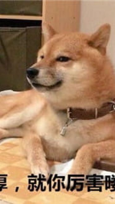 你见过这么蠢萌的柴犬吗？