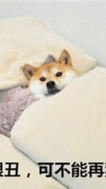 你见过这么蠢萌的柴犬吗？