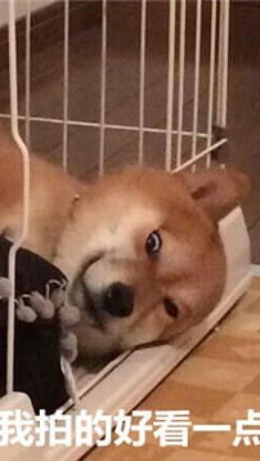 你见过这么蠢萌的柴犬吗？