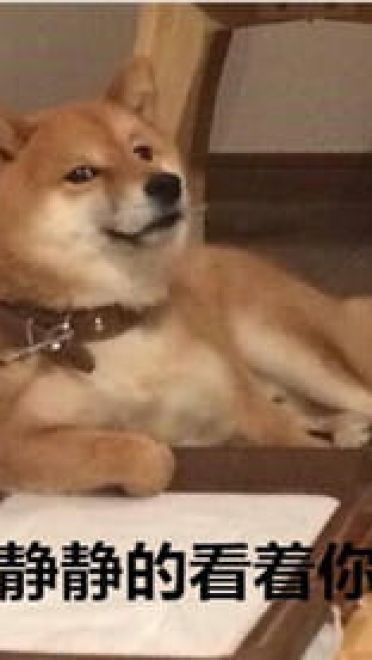 你见过这么蠢萌的柴犬吗？