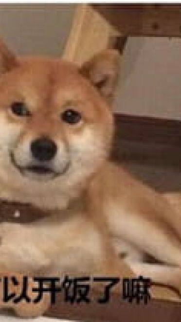 你见过这么蠢萌的柴犬吗？