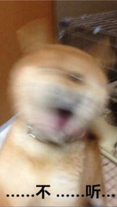 你见过这么蠢萌的柴犬吗？