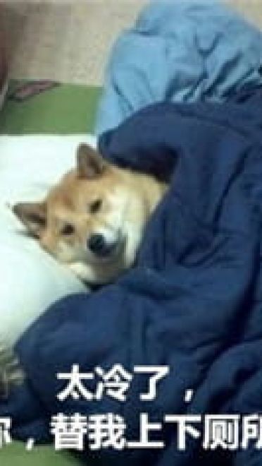 你见过这么蠢萌的柴犬吗？