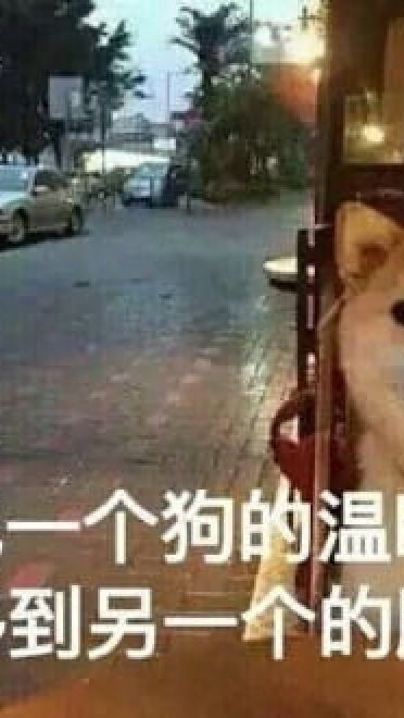 单身狗御用表情包