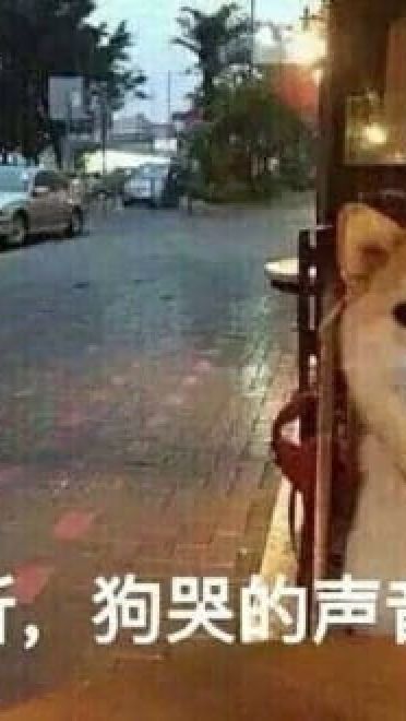 单身狗御用表情包