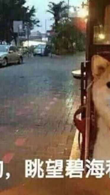 单身狗御用表情包