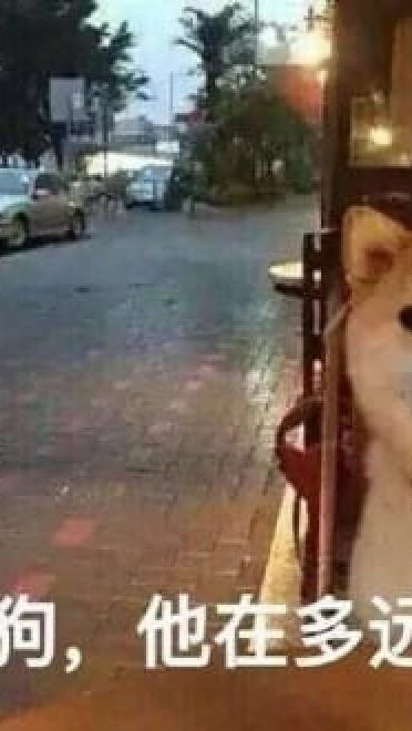 单身狗御用表情包