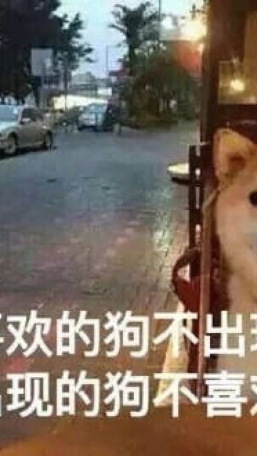 单身狗御用表情包