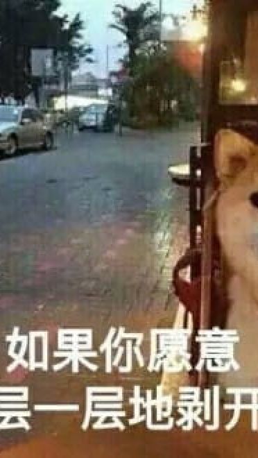 单身狗御用表情包