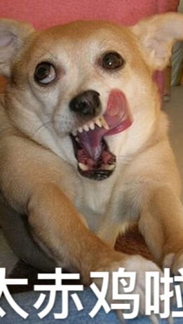 狗狗带字搞笑表情包