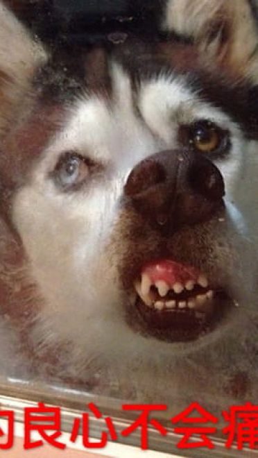 狗狗带字搞笑表情包