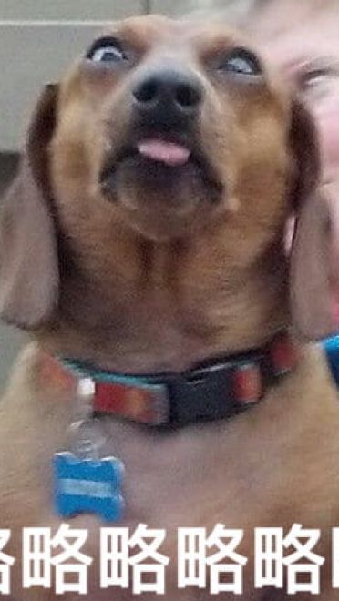 狗狗带字搞笑表情包