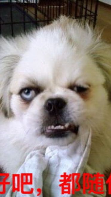 狗狗带字搞笑表情包