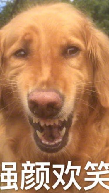 狗狗带字搞笑表情包