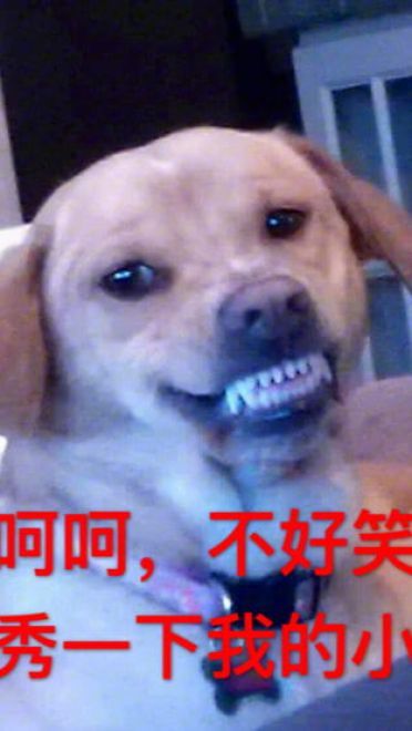 狗狗带字搞笑表情包