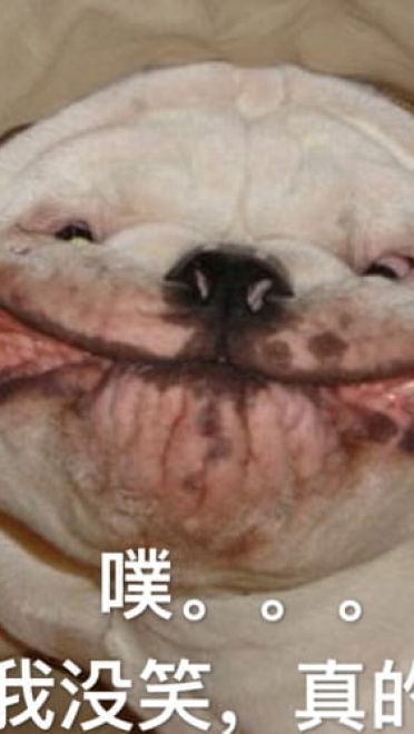 狗狗带字搞笑表情包