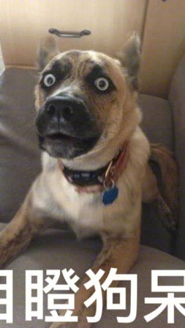 狗狗带字搞笑表情包
