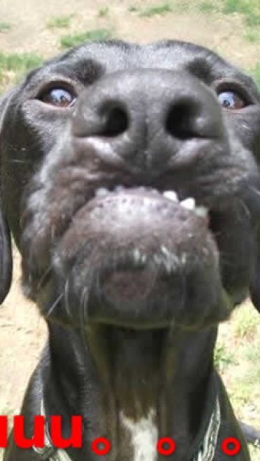 狗狗带字搞笑表情包