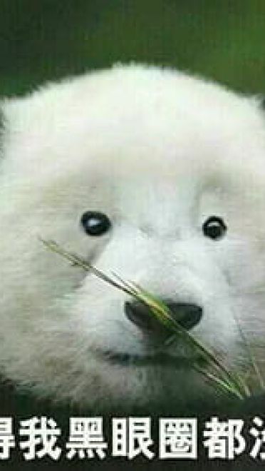 网上很火的熊猫表情包下载
